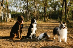 chienGroupe