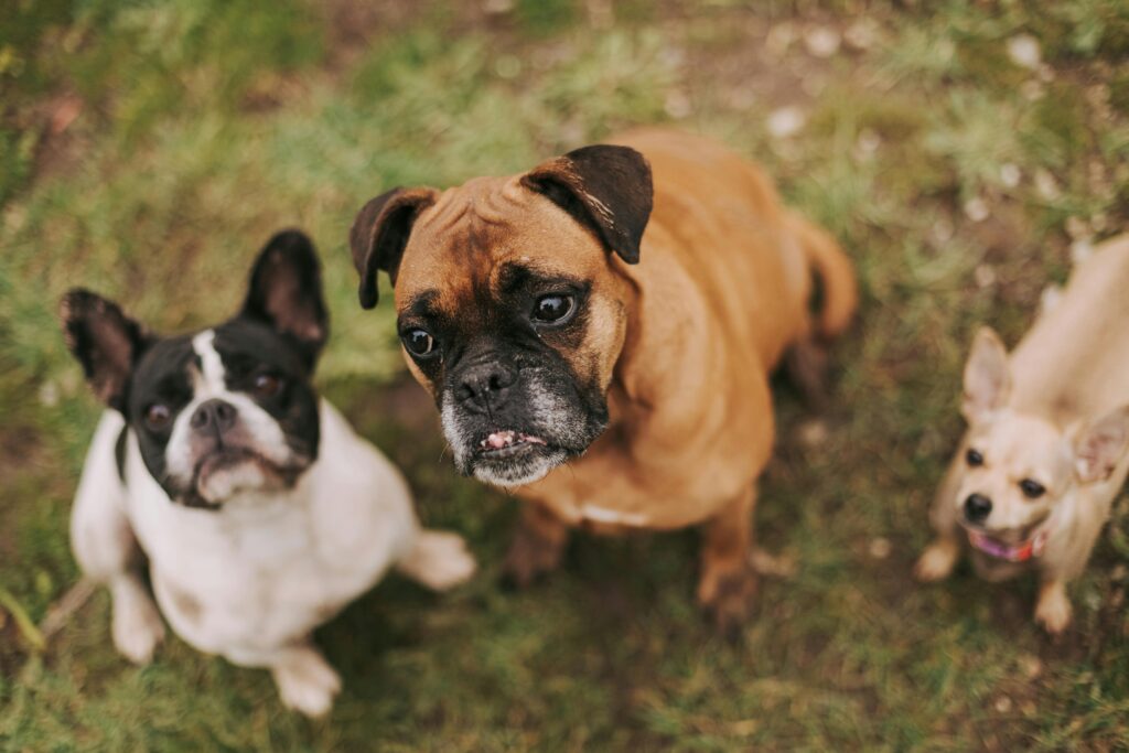 Cours d'éducation canine en privé