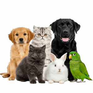 Communication animale